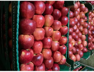 Зображення для оголошення Продам яблука різних сортів