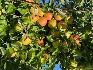 Зображення для оголошення Продам яблука оптом