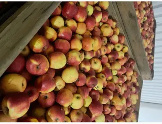 Зображення для оголошення Продам яблука першого сорту від 3 тон