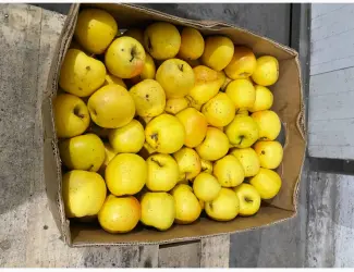 Зображення для оголошення Продам яблуко на переробку (не на сік)