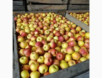 Зображення для оголошення Продам яблука