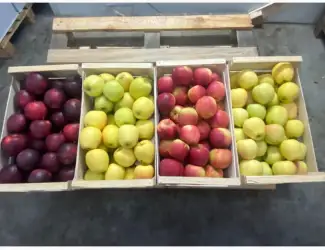 Зображення для оголошення Продам яблоки