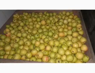 Зображення для оголошення Продам яблука:Голден 7+; ще є сорти:Фуджі; Джеромін; Гала експортноі якості Вінницька обл