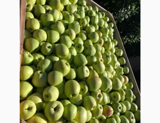 Зображення для оголошення Продам яблука