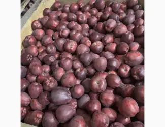 Зображення для оголошення Продам яблука:Голден; Фуджі; Джеромін; Гала експертноі якості Вінницька обл.м.Немирів