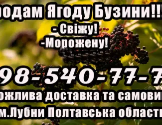 Зображення для оголошення На постійній основі реалізую ягоду бузини власної заготовки