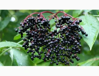 Зображення для оголошення Дорого куплю бузину