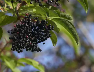 Зображення для оголошення Куплю суху бузину