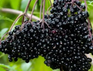 Зображення для оголошення Куплю бузину на заморозку