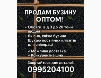 Продам бузину оптом любий обьєм