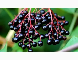 Зображення для оголошення Купимо бузину