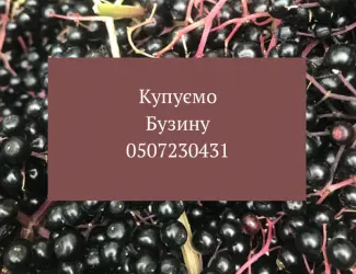 Зображення для оголошення На постійній основі купуємо ягоди бузини на гроні спілу