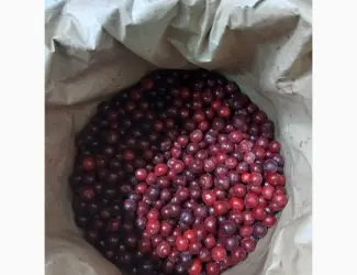 Зображення для оголошення Куплю заморожену вишню з кісточкою