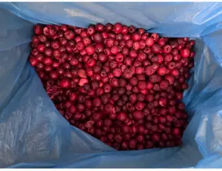 Зображення для оголошення Продам заморожену вишню б/к