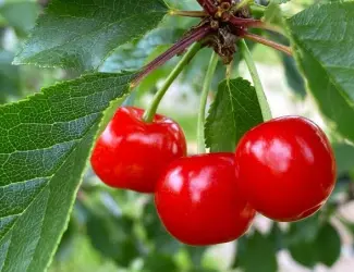 Зображення для оголошення Куплю свіжу вишню