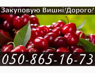 Зображення для оголошення Куплю вишню на постійній основі
