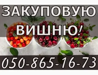 Зображення для оголошення Куплю вишню!ДОРОГО!Будь який обсяг