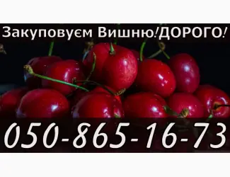 Зображення для оголошення Куплю вишню за найвищими цінами в області