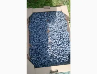 Зображення для оголошення Продам лохину