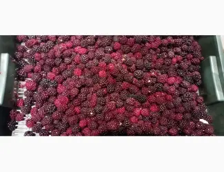 Продам заморожену культивовану ожину 2-3 сорт