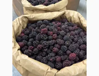 Зображення для оголошення Продам заморожену культивовану Ожину