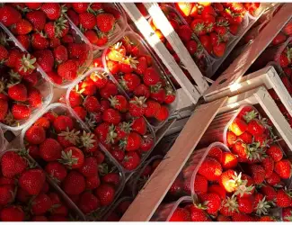 Зображення для оголошення Куплю полуницю оптом