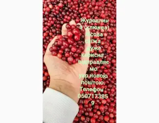 Зображення для оголошення Продам журавлину