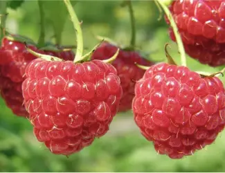 Куплю малину 95/5