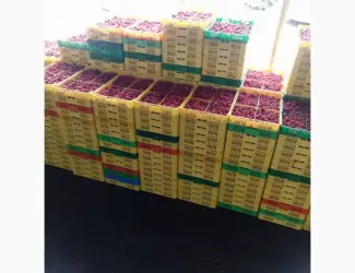 Зображення для оголошення Продам готовый бизнес. Плантация малины 2га