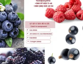 Зображення для оголошення Куплю малину
