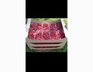 Зображення для оголошення Продам малину Полана