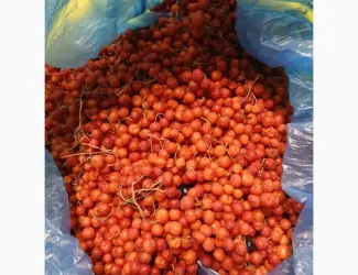 Зображення для оголошення Продам червону горобину заморожену