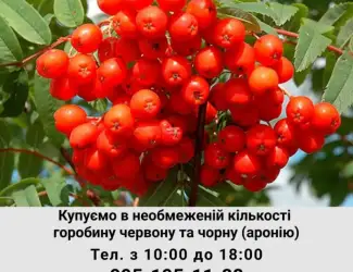 Зображення для оголошення Купуемо горобину