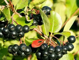 Зображення для оголошення Куплю аронію