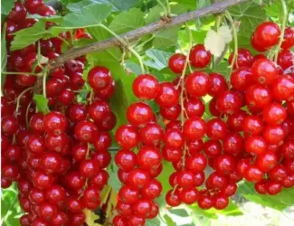 Зображення для оголошення Куплю свіжу порічку