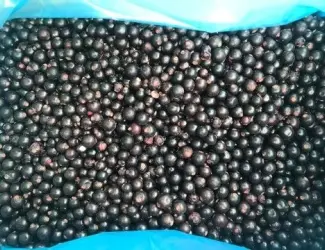 Зображення для оголошення Куплю смородину заморожену 5 тонн