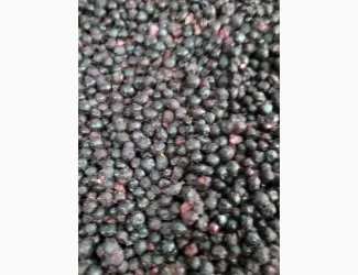Зображення для оголошення Купуємо чорницю заморожену