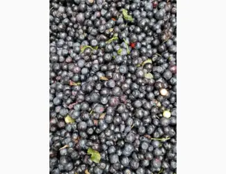 Зображення для оголошення Куплю чорницю заморожену