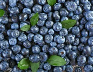 Зображення для оголошення Купуємо чорницю
