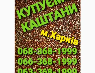 Зображення для оголошення Куплю каштаны оптом Харьков