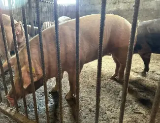 Свинина живым весом , порода Пьетрен, Дюрок