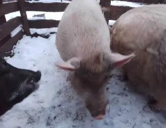 Продам свиней живым весом
