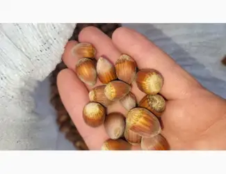 Фундук Заготовляю