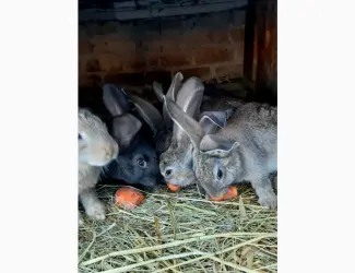 Зображення для оголошення Продам кроленят Фландерів