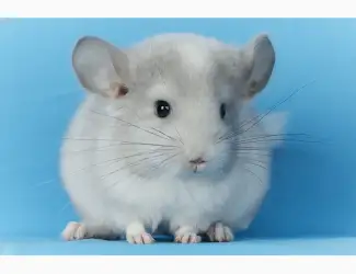 Зображення для оголошення Маленький хлопчик шиншилла Білий Фіолет