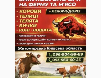 Зображення для оголошення Закупiвля худоби на м'ясо та на тримання Житомирська область Київська область