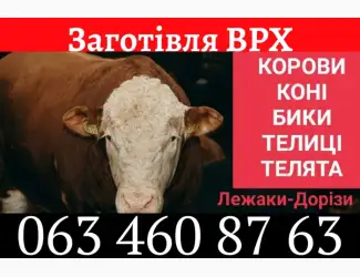 Зображення для оголошення Закупівля ВРХ