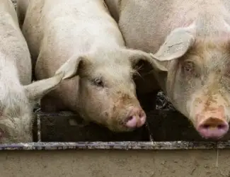 Зображення для оголошення М'ясо-комбінат закуповуємо свиней та ВРХ з усіх областей України