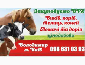 Закоповуємо корів
