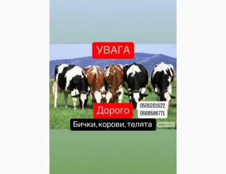 Зображення для оголошення Купуємо ВРХ БИКИ